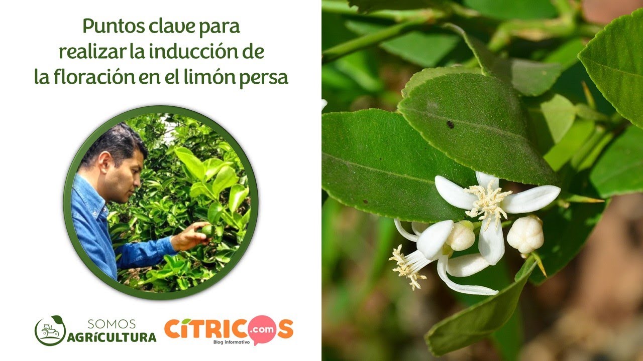 Puntos clave para realizar la inducción de la floración en el limón persa