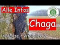 Chaga-Pilze - Schiefer Schillerporling - Heilpilze - Vitalpilze 2 - finden, erkennen, verarbeiten