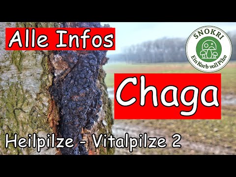 Video: Wie Man Chaga-Pilze Braut