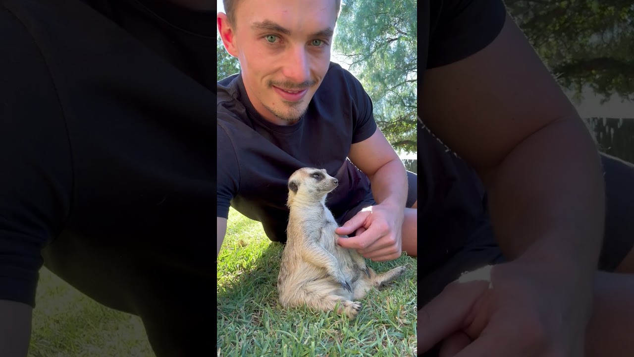 Meerkat belly scratches 🥰 #cute #animals #animallover #wildlife