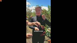 Sichuan Red Pepper Wholesale四川红花椒批发
