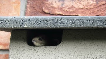 Gierzwaluw – Apus apus - Annelies van Klinken