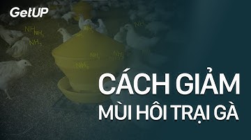 Cách giảm mùi hôi chuồng gà.