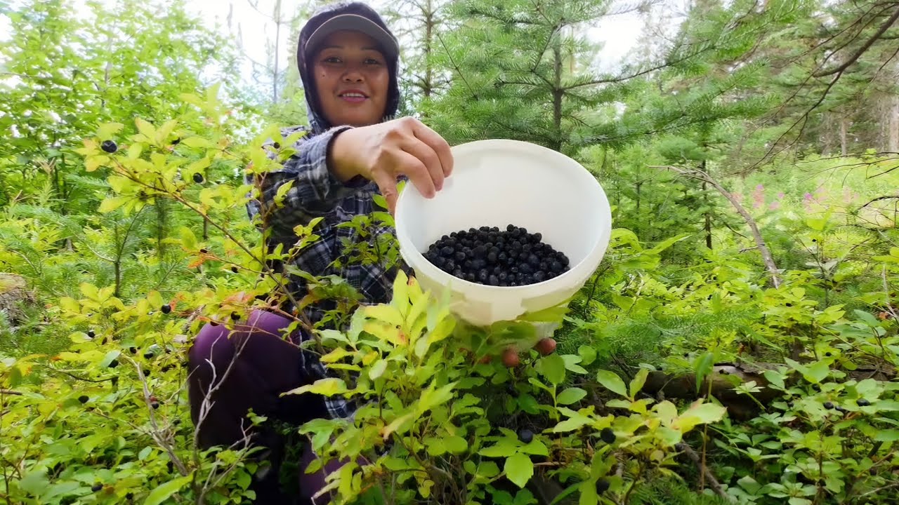 Kahit Walang Tinanim May Naaani Dito Sa 🇨🇦 | Picking Wild Huckleberry | God's Bountiful Blessings!