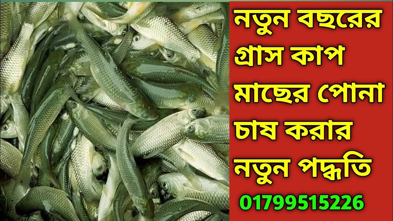 2026 সালের নতুন বছরের গ্ৰাস কাপ মাছের পোনা বিক্রয় করা হচ্ছে 01799515226