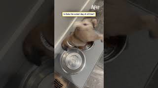 Is Oaks the cutest dog of all time?