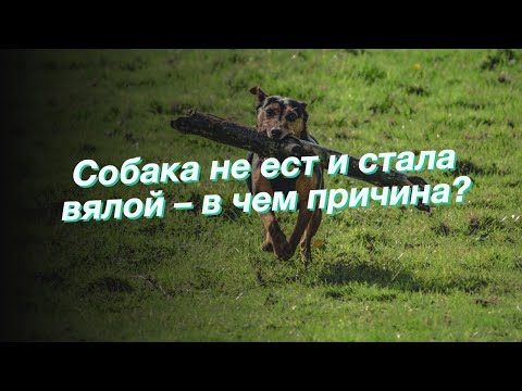 Собака не ест и стала вялой – в чем причина?