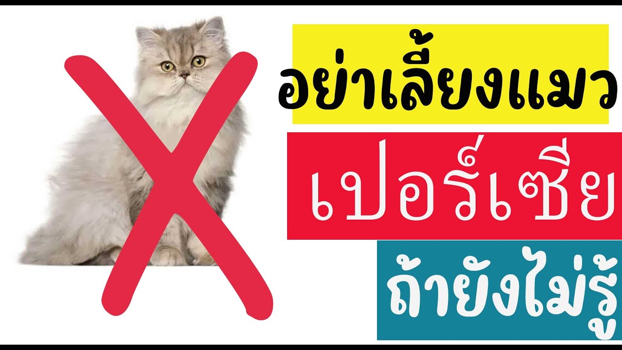 ประวัติแมวเปอร์เซีย แมวเปอร์เซียมีกี่หน้า แมวเปอร์เซียพันธุ์ต่างๆนิสัย แมวเปอร์เซียผสมไทย - Youtube