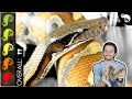 Blood Python, The Best Pet Snake?