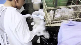 Sorting Linen at Princes Laundry