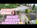 Мой сад 02.09.21 ❤️/ Сажаю хвойные растения 🌲👍на новую клумбу😘🤗