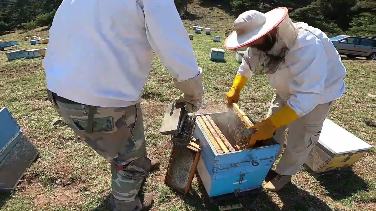 Εύβοια 2022. Τρύγος στα πεύκα! Πρώτο βάρεμα!