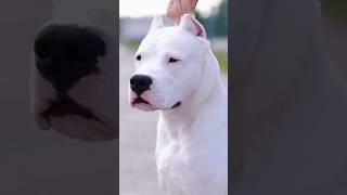 Dogo Argentino Vs Cane Carso