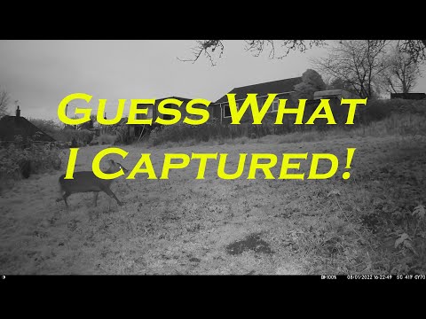 Nature Camera Footage