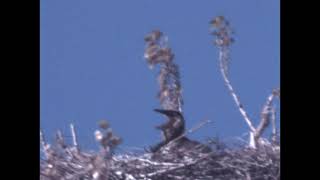 May 8 2024 Heron chicks Boise Bend by Ronald Hunt 11 views 3 weeks ago 2 minutes, 35 seconds