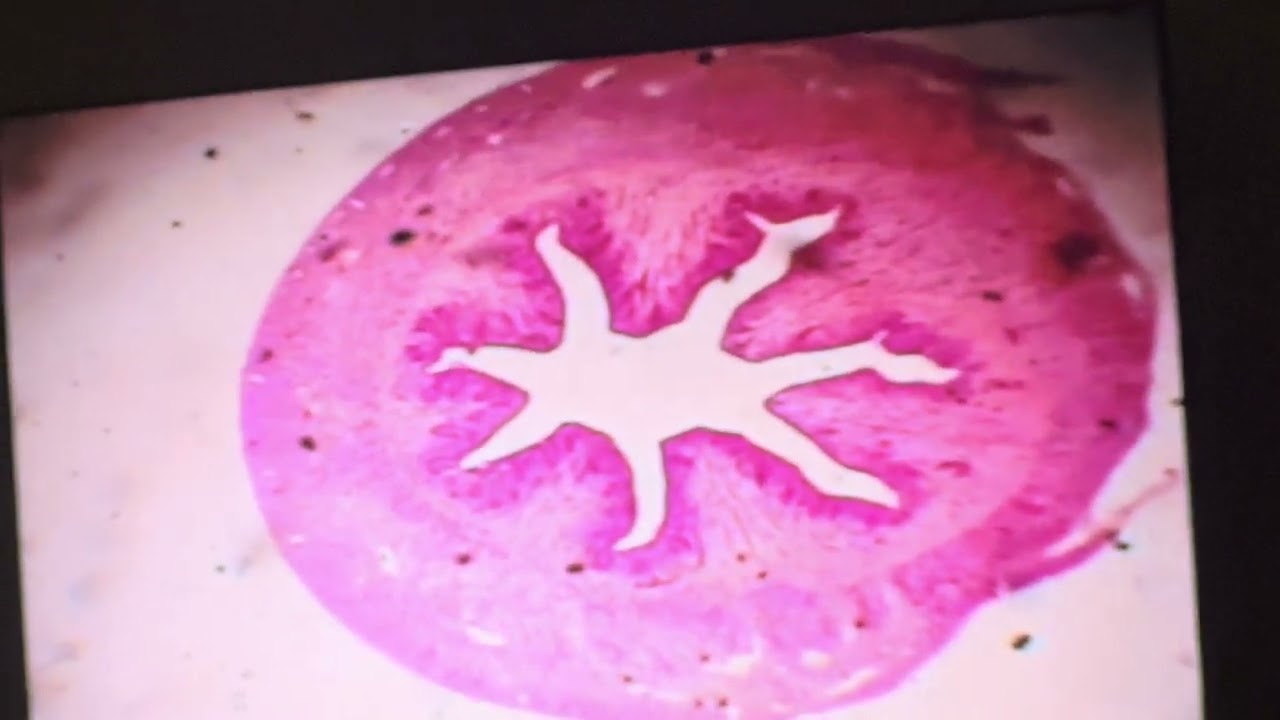 histology of female reproductive systems انسجة الجهاز التكاثري الأنثوي