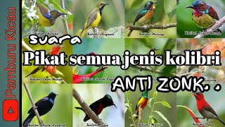 Suara pikat semua jenis kolibri di jamin ampuh#suarakolibrininja #suarapikatburungkecil