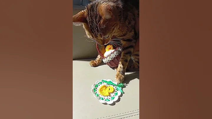 Video 8450351: bengalcat cats catlover, bengalcat catlover cute, bengalcat funny catlover