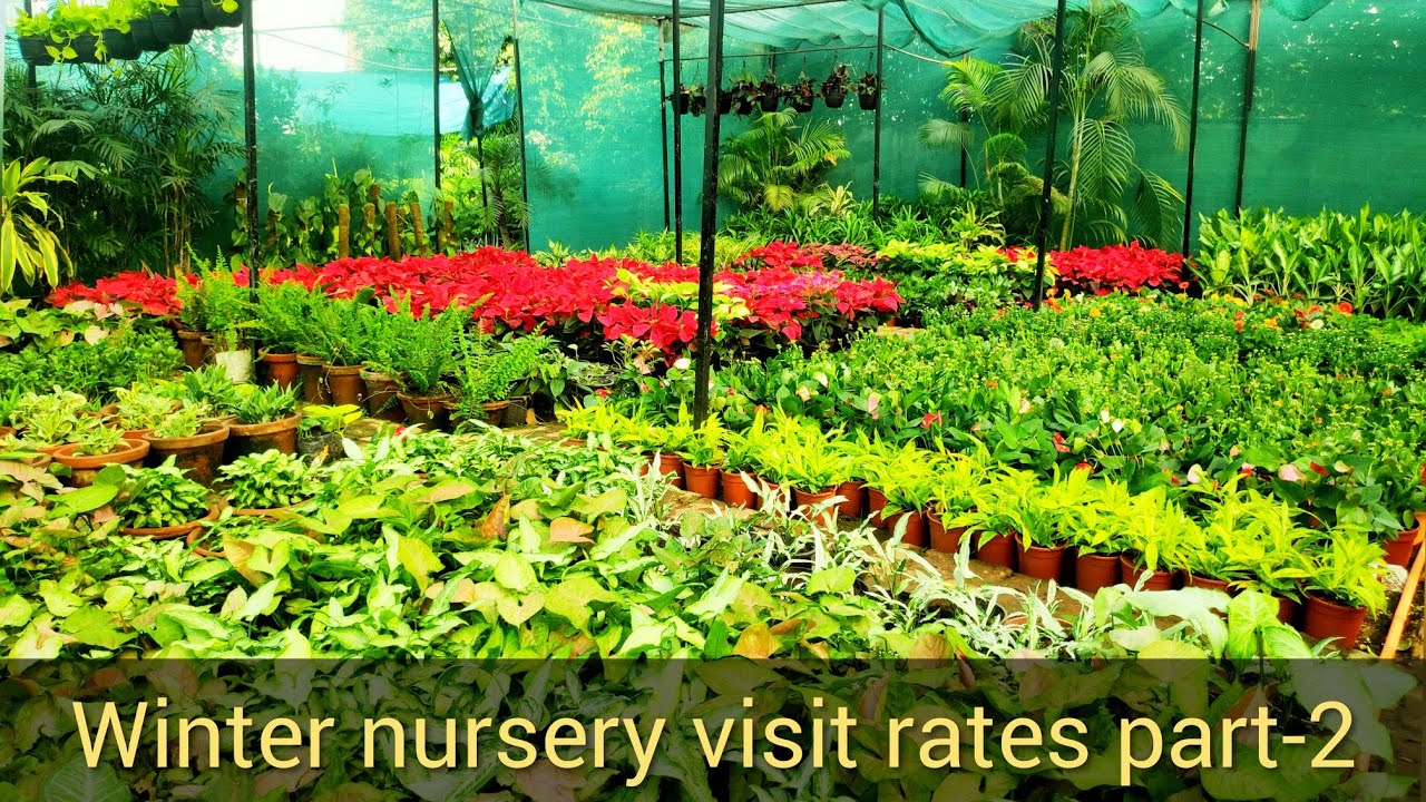 Winter Nursery Visit 2019 20 Part 2 Plants Rates At Flowers Names N Prices Winter Nursery Visit 2019 20 Part 2 Plants Rates At Flowers Names N Prices