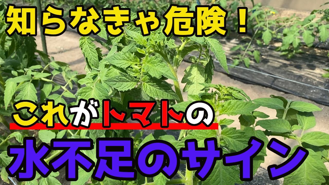 Tomatoes] Here's a simple way to spot water shortages, which