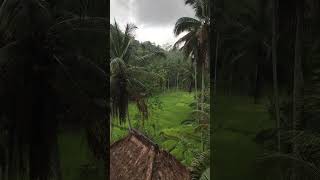 🌾🌧 #ubud #bali