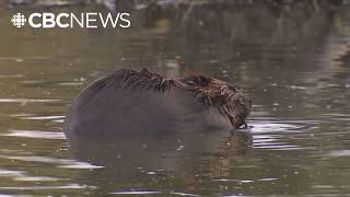 Increase in beaver population causing issues in the North