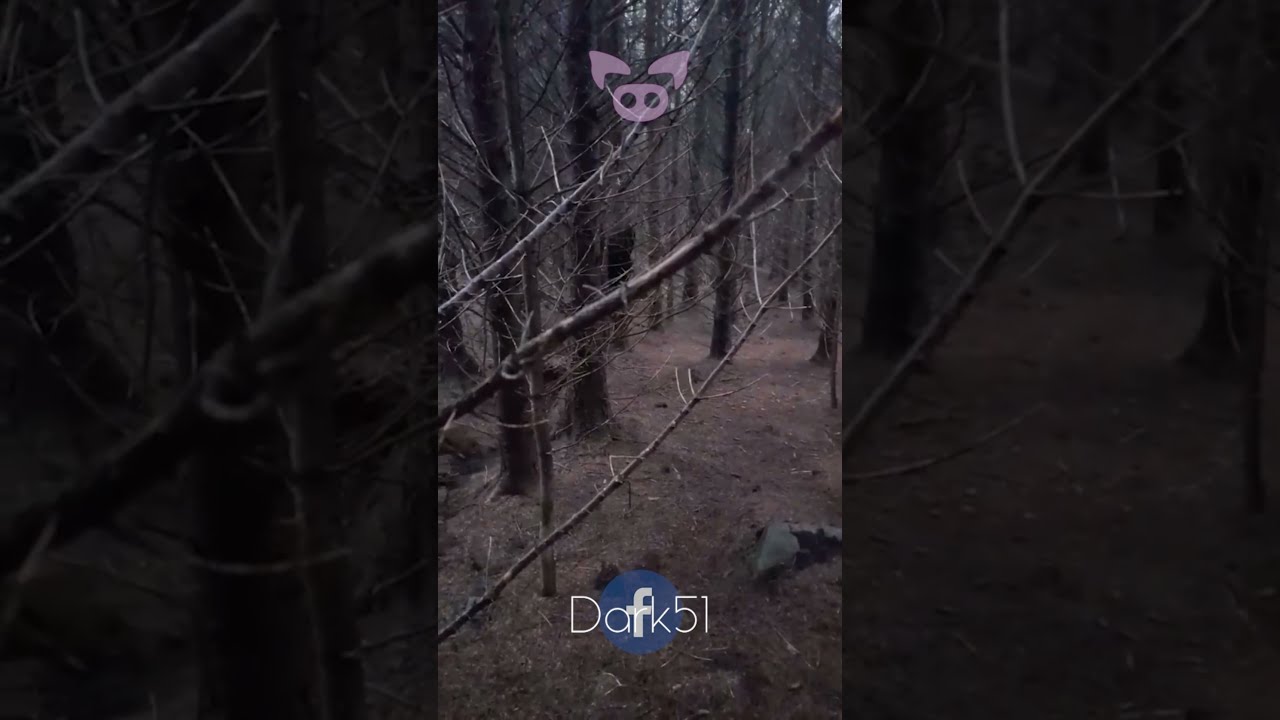 SCARY CREATURE Caught On Camera Shorts 