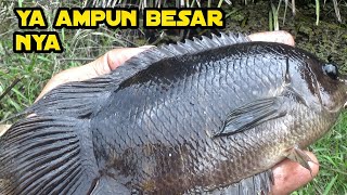 IKAN TUA JAMAN PURBA.!! ADA DI PEDALAMAN KALIMANTAN, MANCING BETOK