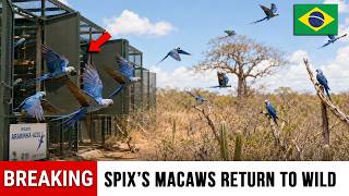 Brazil Released 20 Spix’s Macaws Into Dead Caatinga — Extinct Bird Is Flying Wild Again Today