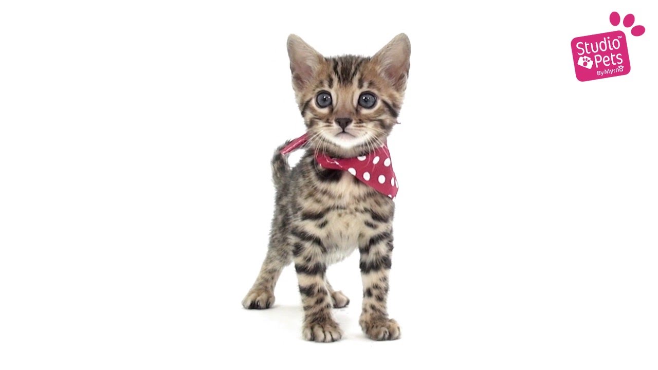 Studio Pets By Myrna - Rebel