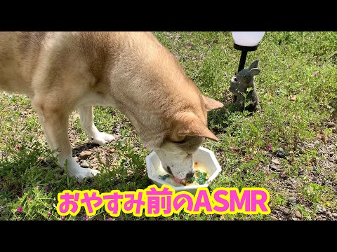 【犬のASMR?】音フェチわんこ むぎの咀嚼音・寝息・寝言特集?~Dog ASMR~