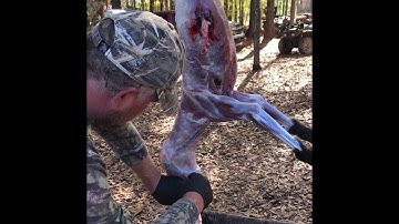 Skinning a coyote part 2 of 2