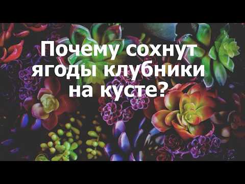 Почему сохнут ягоды клубники на кусте?