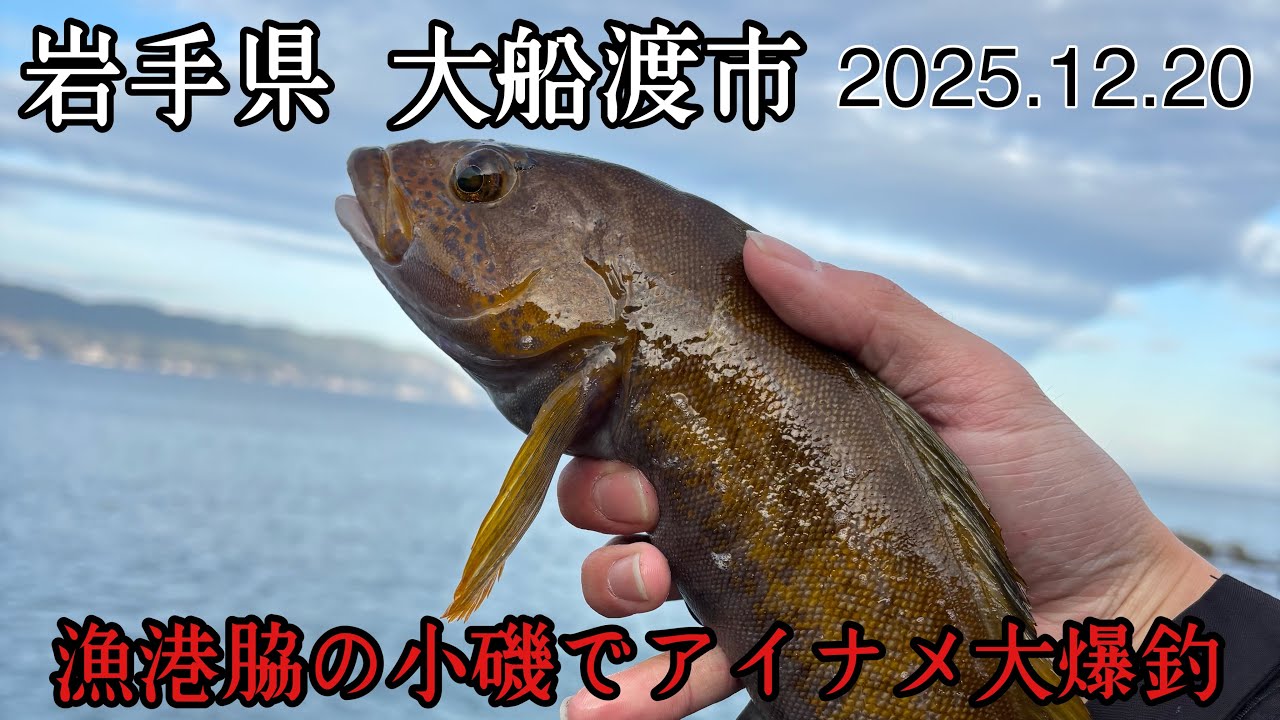 【岩手釣り ロックフィッシュ 】　漁港脇の小磯でアイナメが連発‼️ 入れ食いモード突入‼️