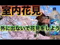 花見したいけど、外出たくないし、散ってるかもしれないから家で花見をするアル中