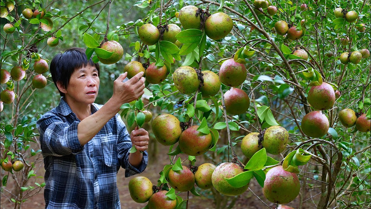 Тушим утку и варим рыбу на пару в чайном масле: три зимних укрепляющих блюда Фуцзяня