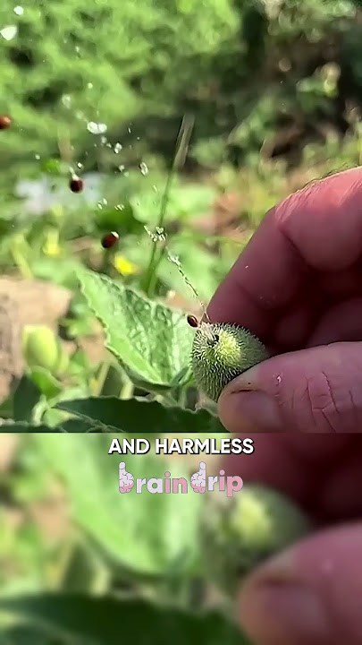 Devils Cucumber #documentary #education #educational #educationalvideo #cucumber
