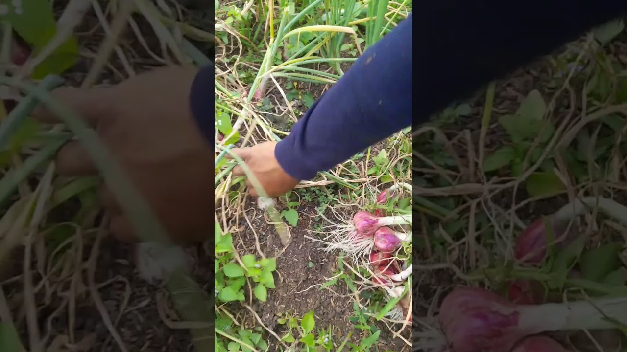Red onions harvesting in cihaur prt15 