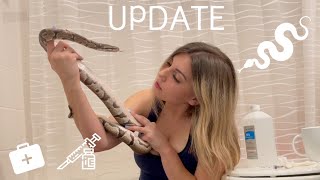 Rescued python gets antibiotic injections! UPDATE VIDEO!