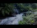 River Sounds for Sleeping Live | 24/7 Flowing River &amp; Gentle Morning Birds [No Talking]