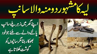 Two Headed Snake in Layyah  Ghar Me Dangerous Snakes Palne Wala Jo Snakes Ko Gosht Khilata Hai