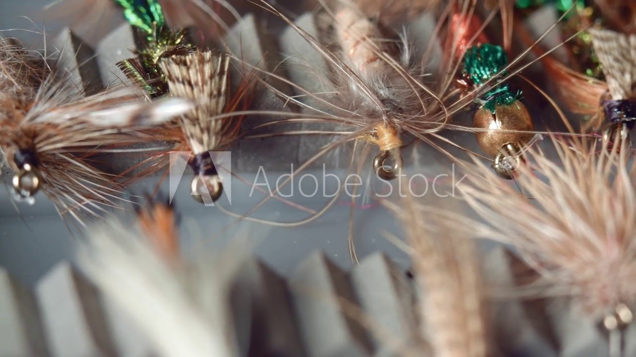 ReelFly – AdobeStock 179231837 (Test)