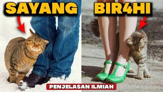 Alasan Ilmiah Mengapa Kucing Sering Menggosokkan Tubuhnya Ke Kita