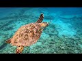  la rencontre des tortues  snorkeling inoubliable lors dune de nos croisires aux seychelles