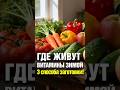 3 способа заготовки на зиму #дача #сад #огород #заготовки #заморозка #сушка #консервация