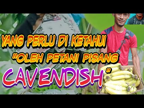 #kebun_cavendish_modern #kebun_pisang Yang perlu di ketahui Oleh banyak petani pisang cavendish!!!!!