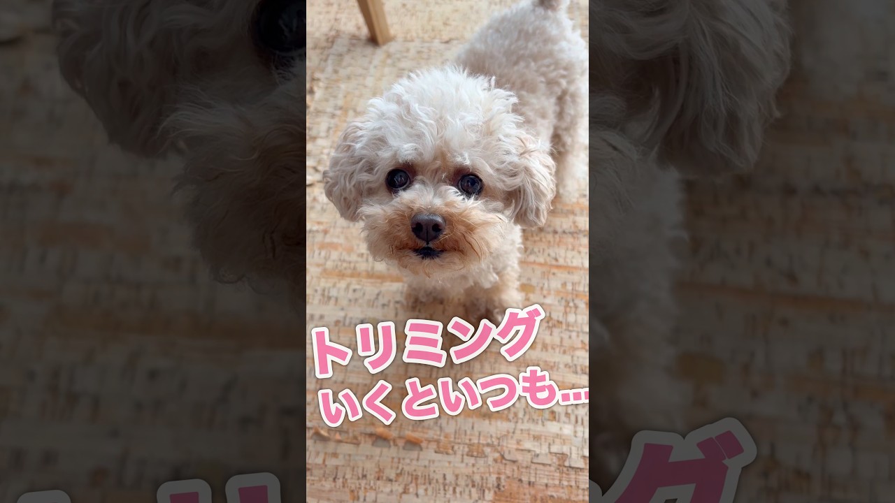 わちゃわちゃ‼️トリミング大好きすぎるチョコの1日✂️