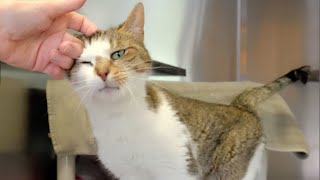 How to Greet a Cat by Michigan Pet Alliance 116 views 1 year ago 6 minutes, 20 seconds