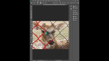 Fence remove in photoshop Tutorial #shorts #shortvideo  #photoshoptutorial