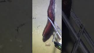 Part 2! Catching Seafood In The Deepsea #fishing #ocean #deepsea #nature #beach